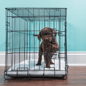 crated dog in Katy, TX home