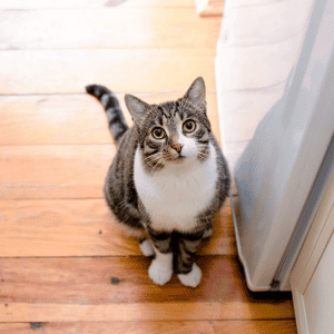 cat sitting by door in Katy, Texas