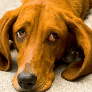 sad dog in katy, Texas