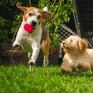 puppy socialization katy texas