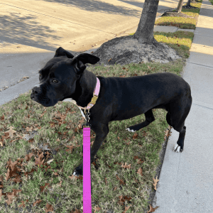 dog on walk with Animal Admiration dog walker