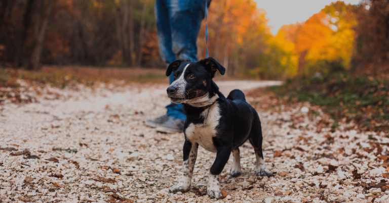 Midday Dog Walking in Katy