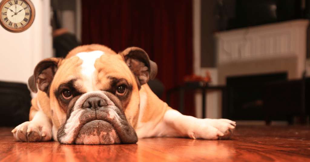 dog waiting on dog walker in Katy, TX - How Often Should My Dog Be Walked During the Workday?
