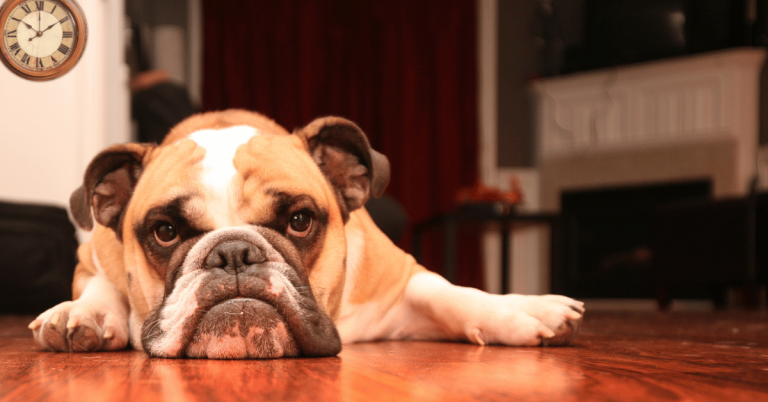 dog waiting on dog walker in Katy, TX - How Often Should My Dog Be Walked During the Workday?