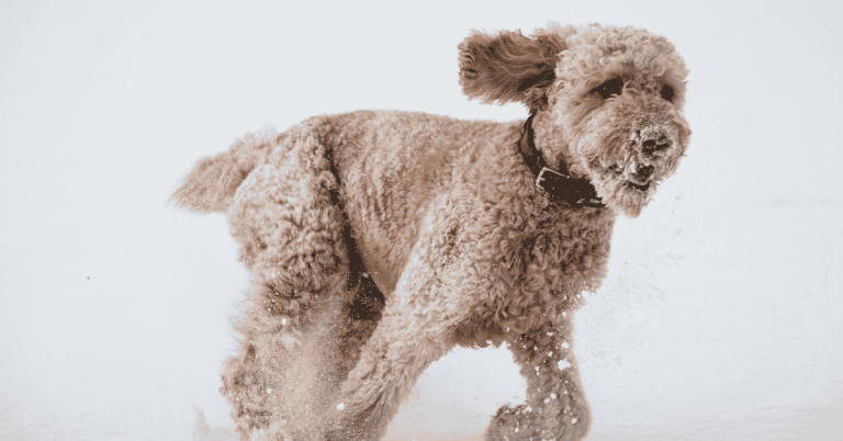 How We Handle Winter Inclement Weather at Animal Admiration Pet Care