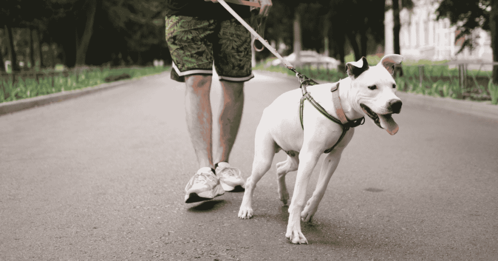 5 signs your dog may need training