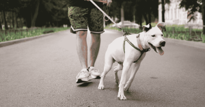 5 signs your dog may need training