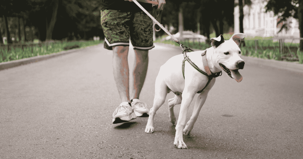 5 signs your dog may need training