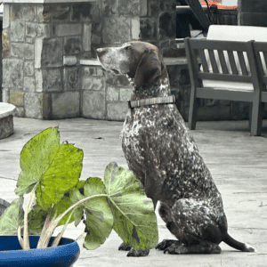 5 Reasons Why Hiring an Insured, Employee-Based Pet Sitting Company Matters in Katy & West Houston