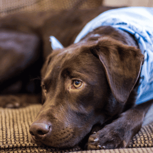 bored dog in Katy, Texas waiting for his Animal Admiration Pet Care dog walker