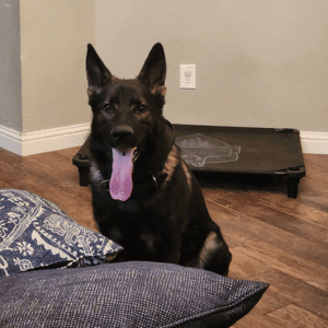 Cypress, Texas dog with Animal Admiration Pet Care dog walker