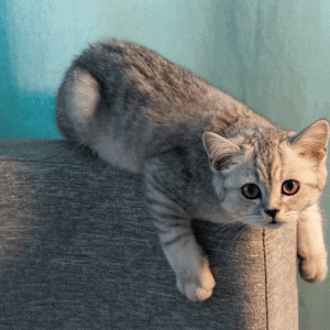 bored cat in Katy, Texas, waiting for his Animal Admiration Pet Care cat sitter