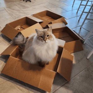 Fulshear, Texas cat with Animal Admiration Pet Care cat sitter