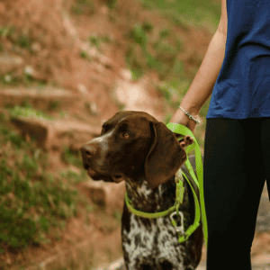 bored dog in Katy, Texas, walking with his Animal Admiration Pet Care dog walker