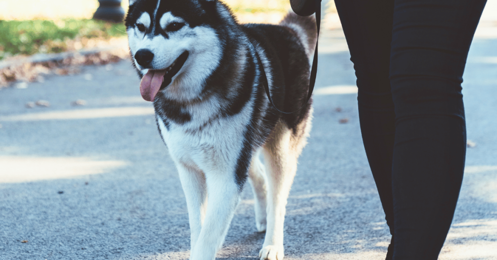 Katy, Texas dog with Animal Admiration Pet Care dog sitter Pet Care in Katy, Cypress, Fulshear, and West Houston