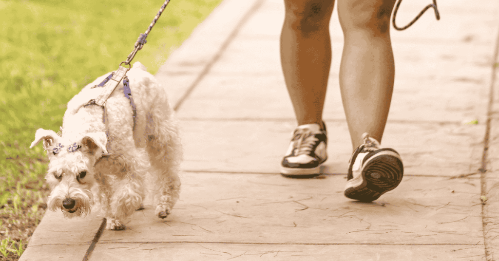dog on walk in Katy, Texas with Animal Admiration dog walker