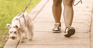 dog on walk in Katy, Texas with Animal Admiration dog walker