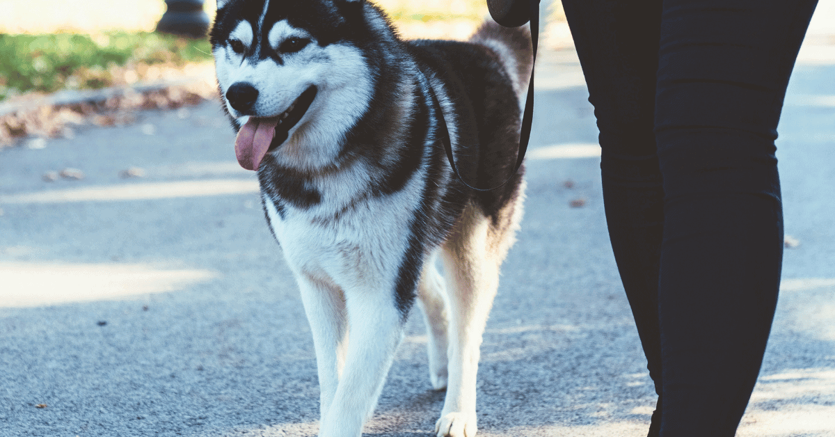 Katy, Texas dog with Animal Admiration Pet Care dog sitter Pet Care in Katy, Cypress, Fulshear, and West Houston