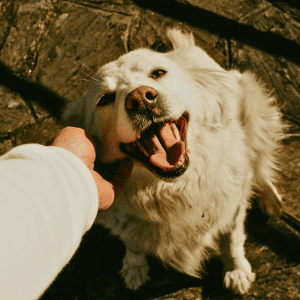 dog being blessed at a blessing of animals event in Katy, TX