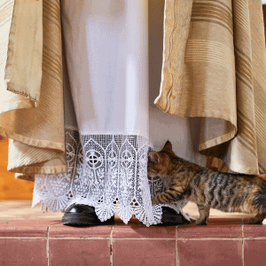 cat being blessed at a blessing of animals event