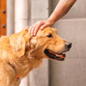 dog with Animal Admiration Pet Care Dog Walker in Katy, Fulshear, TX