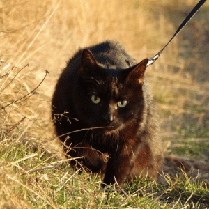 cat at Katy’s “Blessing of the Animals” Event