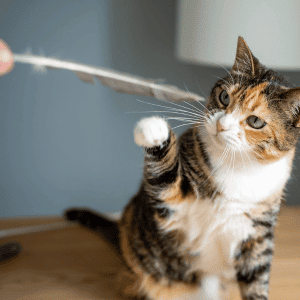 cat playing with Animal Admiration Pet Care cat sitter