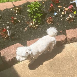 What to Expect From Your First Dog Walk With Animal Admiration Pet Care