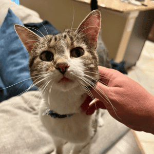 Animal Admiration cat sitter with a cat in katy, Texas