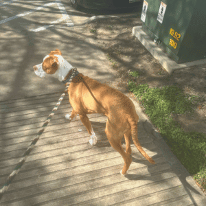 dog on walk with Animal Admiration Pet Care