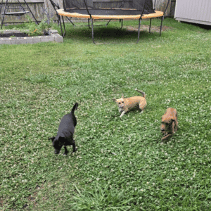 three dogs in a yard in Katy, Fulshear, Cypress, Texas