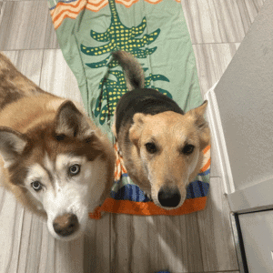 two dogs in a Katy, Fulshear, Cypress home in West Houston, TX