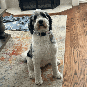 dog in Katy, Texas home