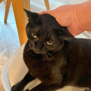 Animal Admiration cat sitter petting a cat in katy, Texas