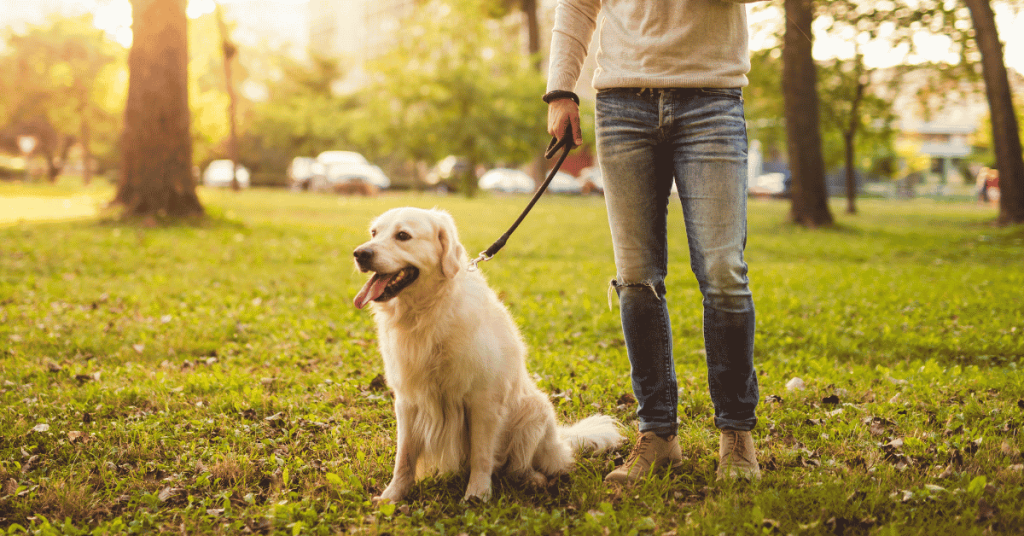 What to Expect From Your First Dog Walk With Animal Admiration Pet Care