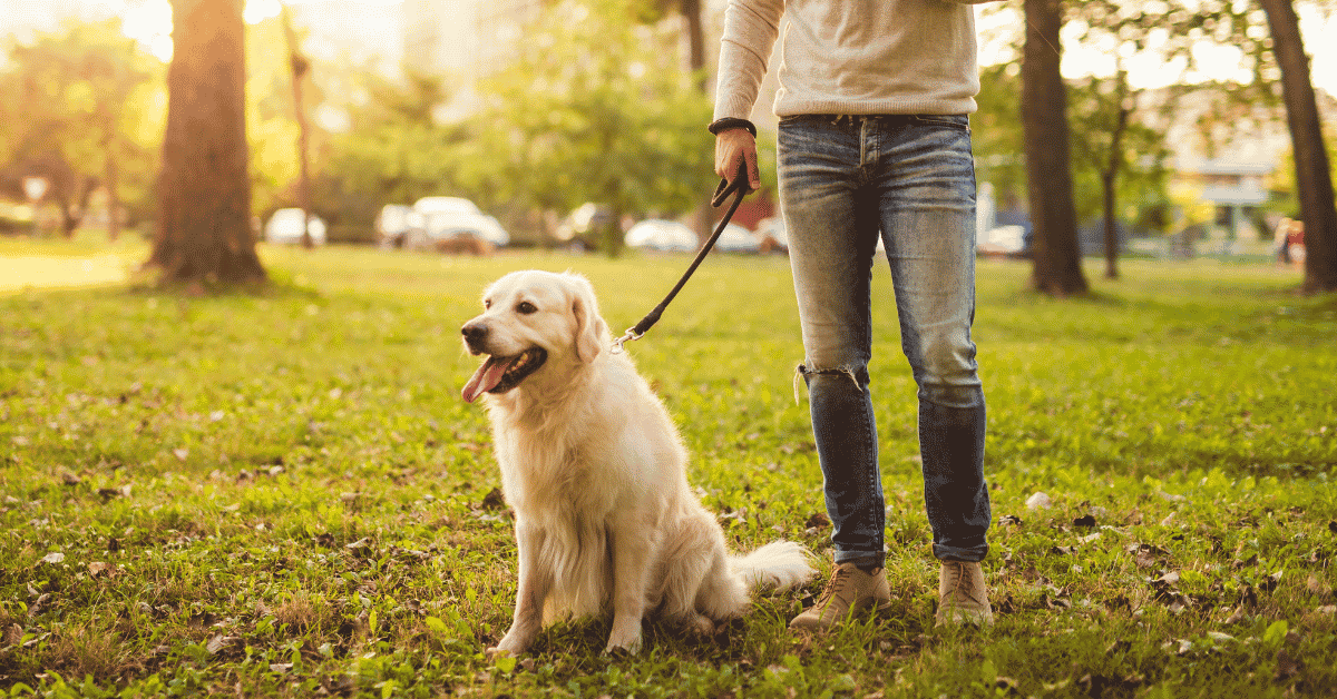 What to Expect From Your First Dog Walk With Animal Admiration Pet Care