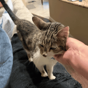 cat in west houston with Animal Admiration Pet Care cat sitter