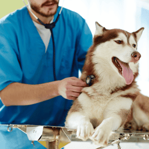 veterinarian west houston, texas