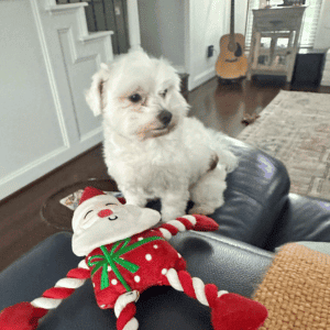 dog with Animal Admiration Pet Care dog walker in Katy, TX