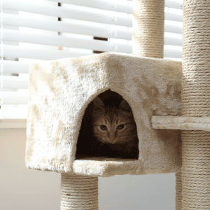 cat hiding in cat tree in west houston