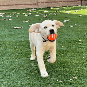 dog running in Katy, TX yard with Animal Admiration Pet Care
