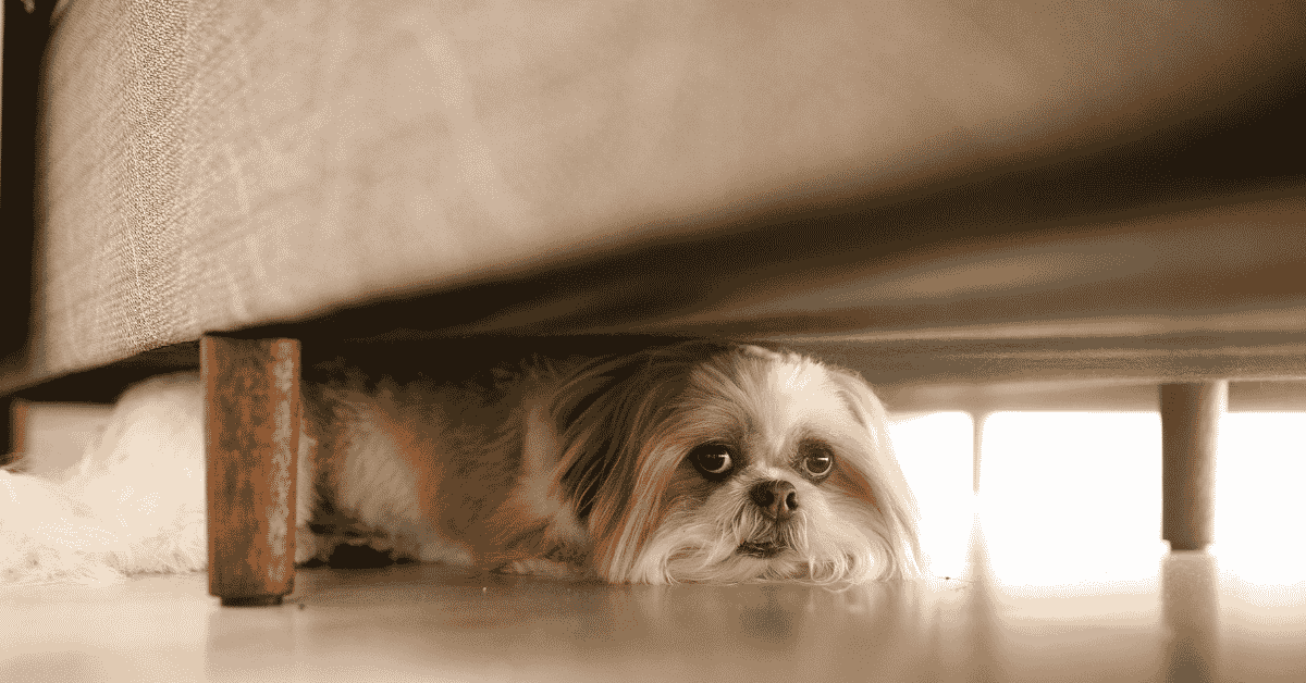West Houston Summers Are Noisy: Helping Pets Cope with Storms & Fireworks