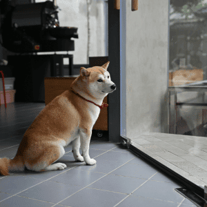dog in Katy, TX looking out the window waiting for his dog walker