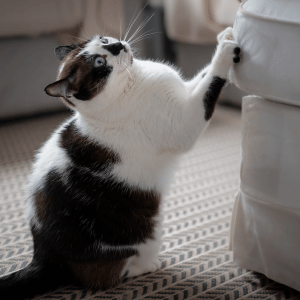 cat in Katy, Texas scratching a couch