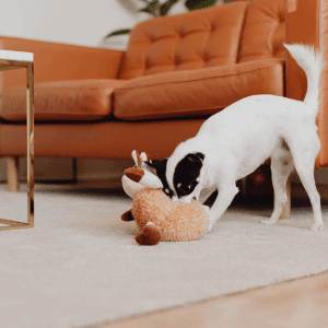 dog in Katy, TX playing with toy in his home