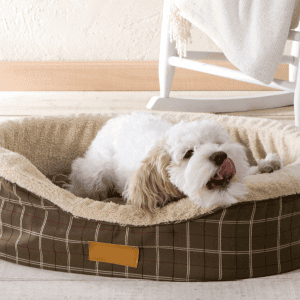 dog in Katy, TX yawning