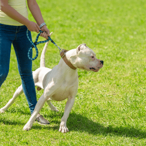 dog lunging on leash in Katy, Texas
