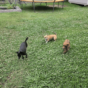 dogs in yard in Katy, TX