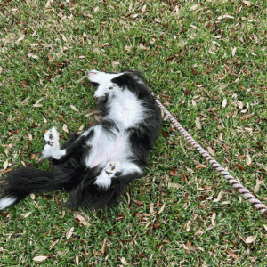 dog rolling on grass in Katy, TX with Animal Admiration Pet Care dog walker