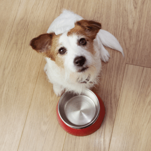 dog with empty food bowl in Katy, Texas